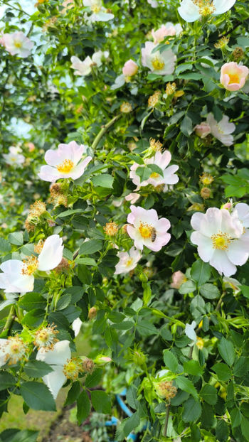 rosa canina (maces) - Gradina si terasa PrimaLuce__11-Hello 2025