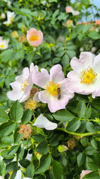  - Gradina si terasa PrimaLuce__11-Hello 2025