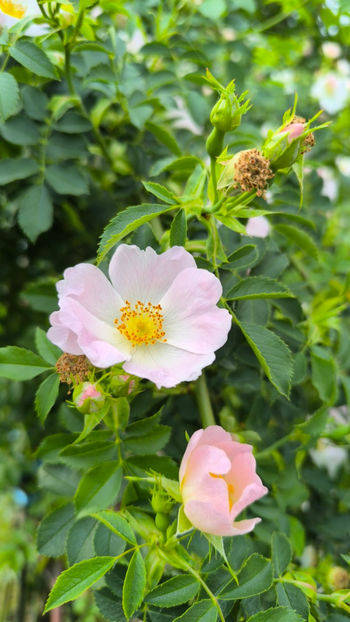  - Gradina si terasa PrimaLuce__11-Hello 2025