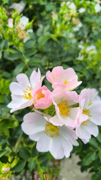  - Gradina si terasa PrimaLuce__11-Hello 2025