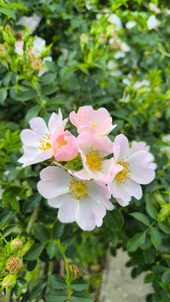  - Gradina si terasa PrimaLuce__11-Hello 2025