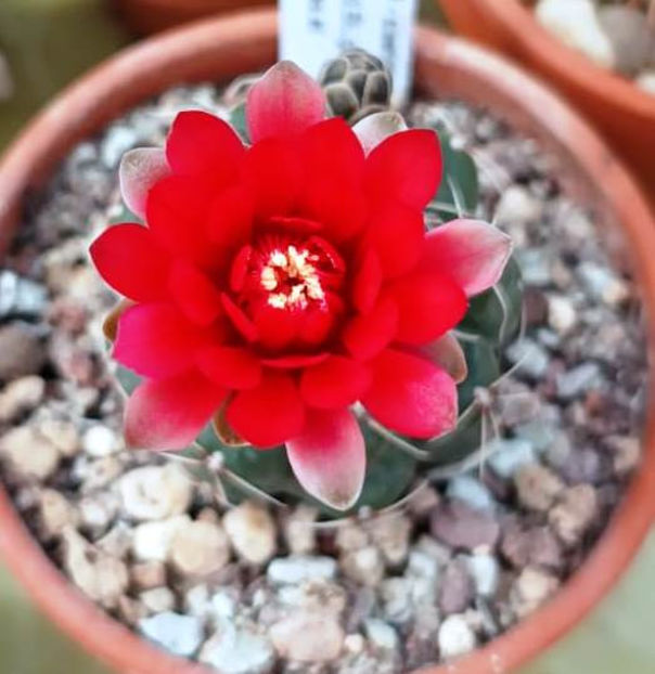 Gymnocalycium hybrid austria gold x andreae - Gymnocalycium hybrid austria gold x andreae