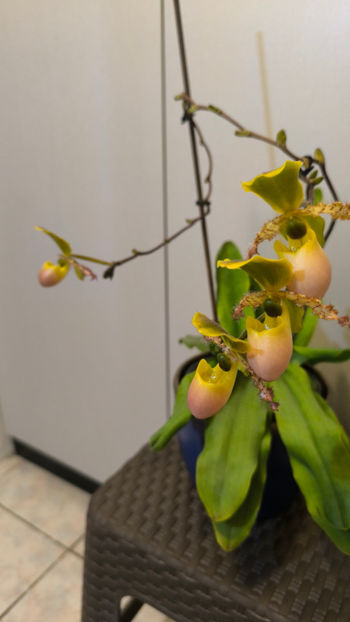 Paphiopedilum Pinocchio - Orhidee_5_simpodiale fără pseudobulbi