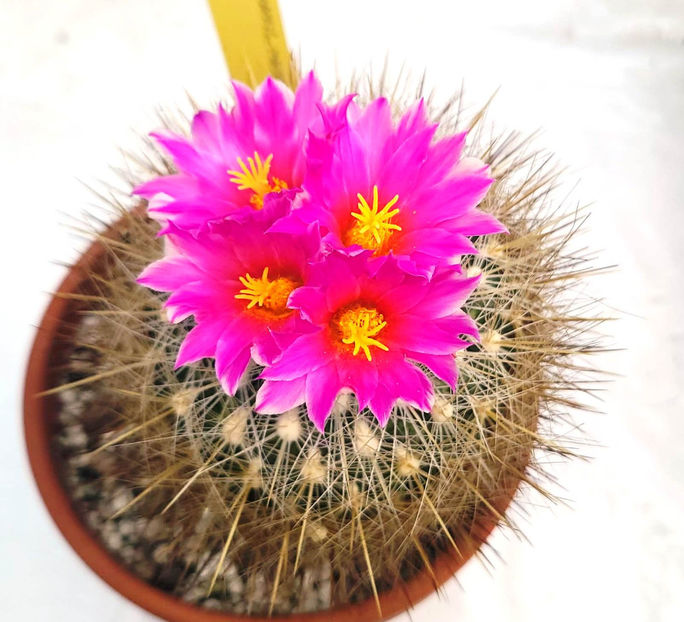 Thelocactus macdowellii - Thelocactus macdowellii