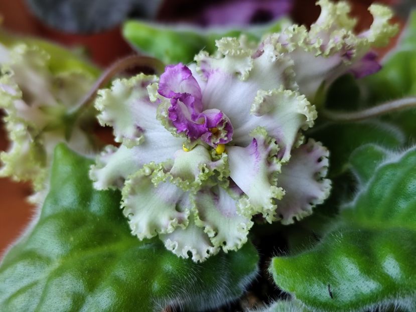 23 mai 2025 - AV Monplezir