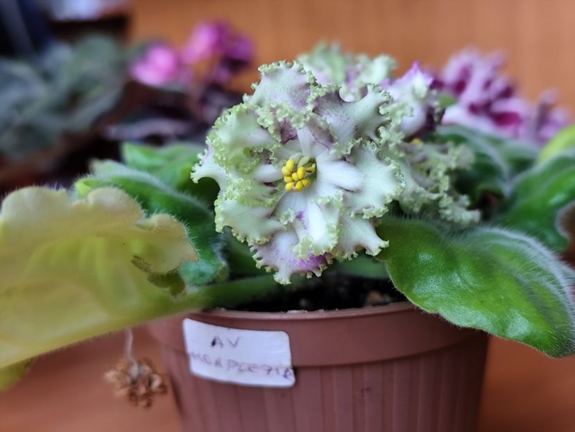 23 mai 2025 - AV Monplezir