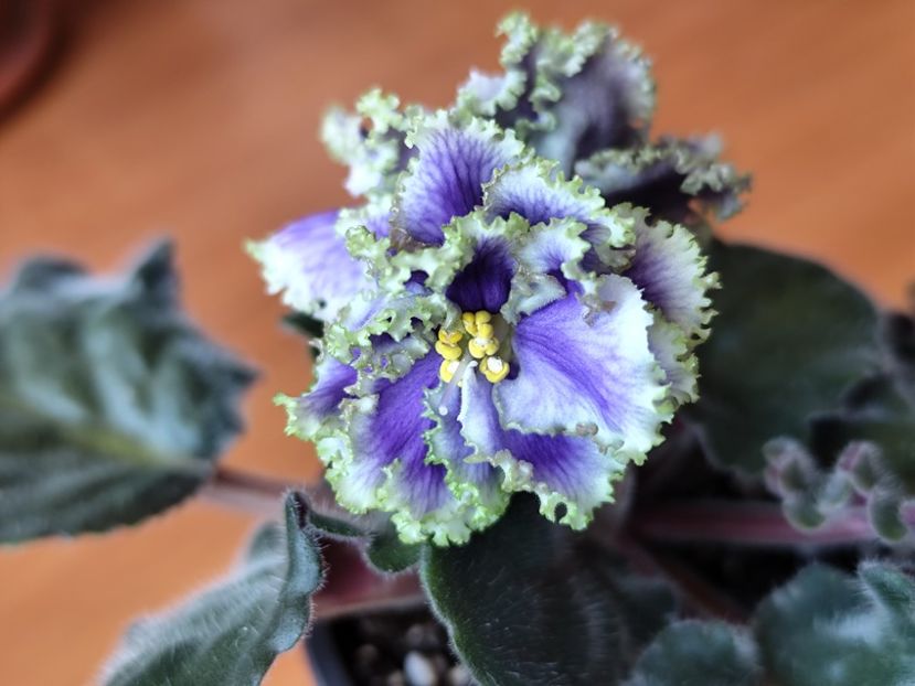 23 mai 2025 - RM Illyria