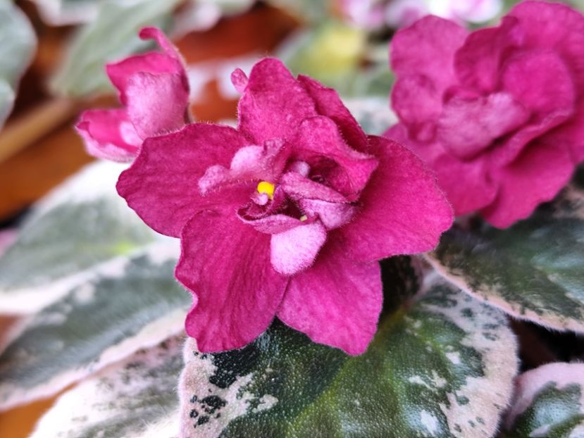 23 mai 2025 - Red Sun Rising