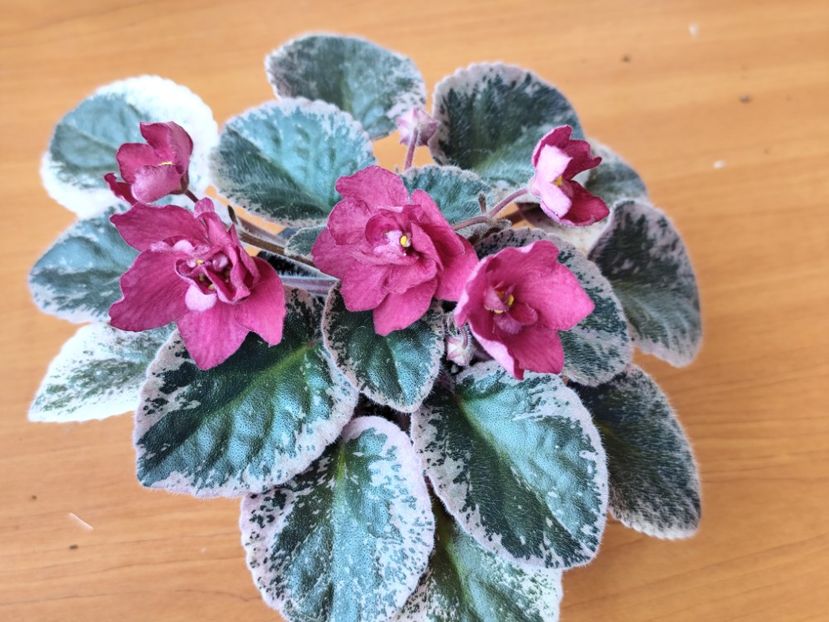 23 mai 2025 - Red Sun Rising