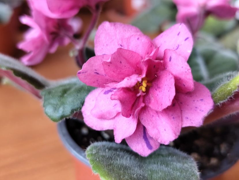 23 mai 2025 - Coral Fantasy