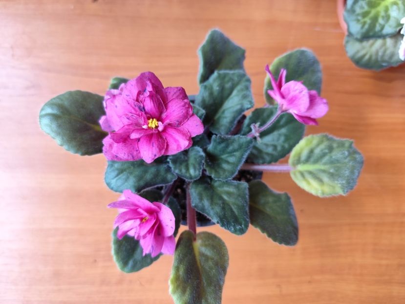 23 mai 2025 - Coral Fantasy