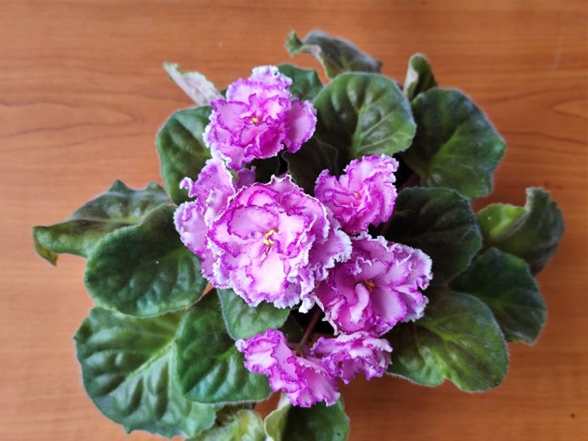 23 mai 2025 - PT Anzhelika