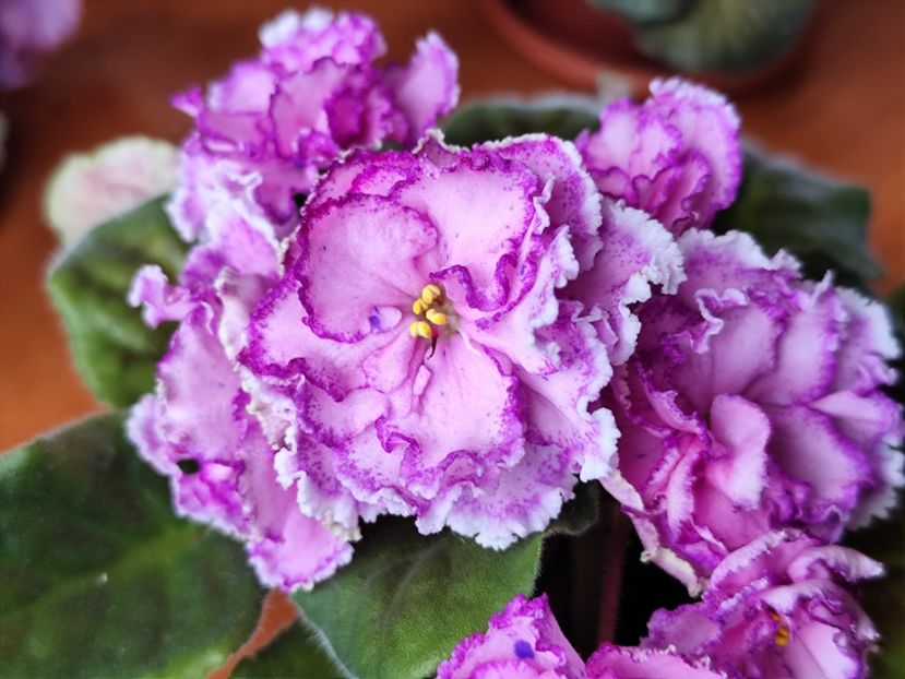 23 mai 2025 - PT Anzhelika