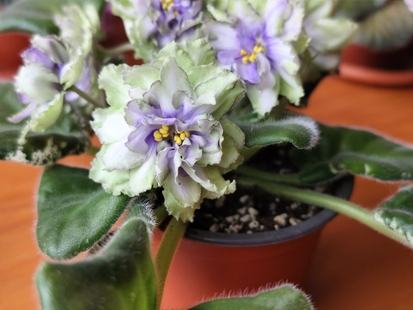 23 mai 2025 - LE Marfa