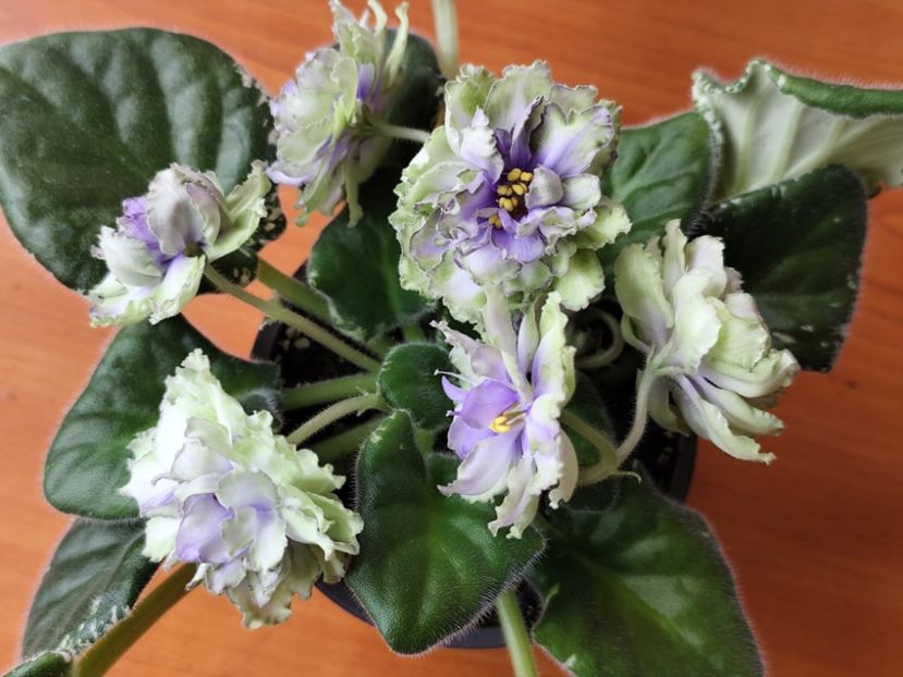 23 mai 2025 - LE Marfa