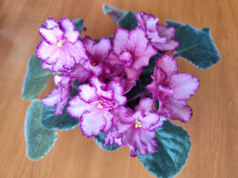 23 mai 2025 - Buckeye Cranberry Sparkler