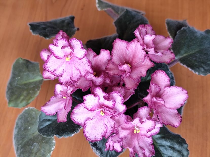 23 mai 2025 - Buckeye Cranberry Sparkler