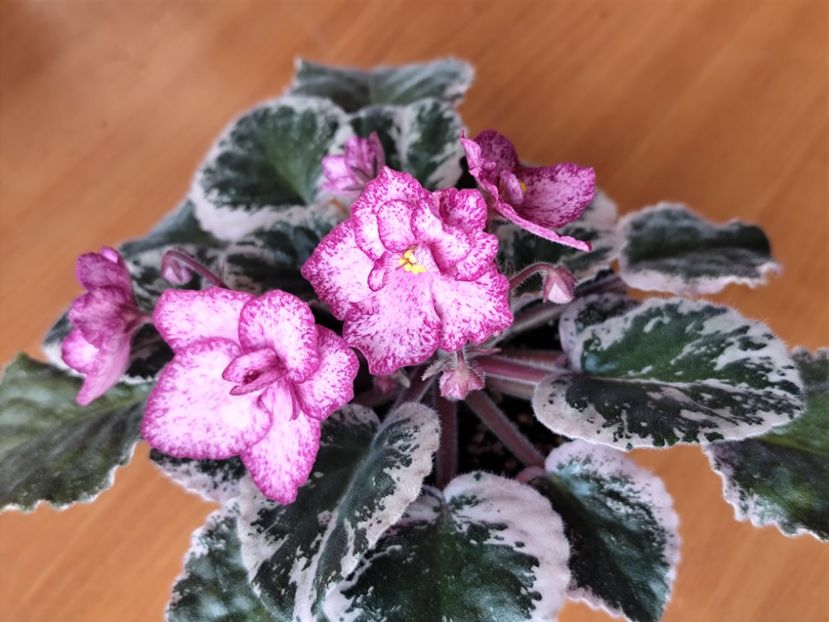 23 mai 2025 - Buckeye Cherry Freckles