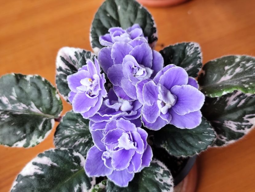 23 mai 2025 - Sansoucy Coco