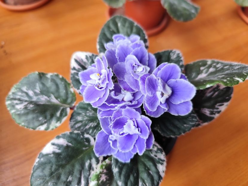 23 mai 2025 - Sansoucy Coco