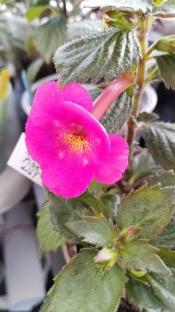 - 2025-BriD s Pink Lily