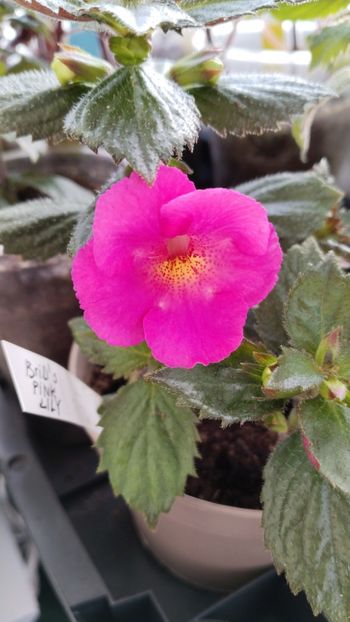  - 2025-BriD s Pink Lily