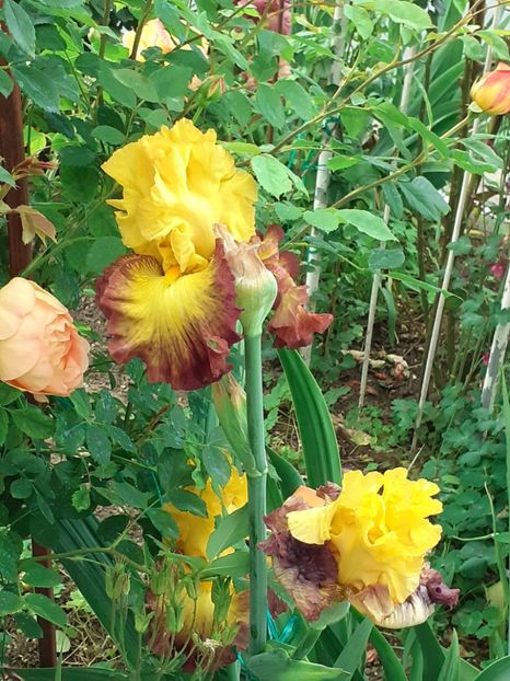  - IRIȘI 2024 - 2 _ 2025