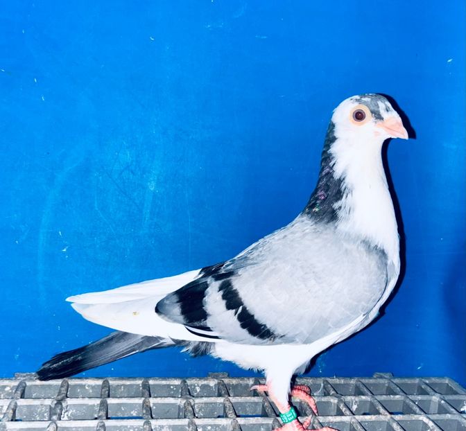 5159  Mascul  2025_1 - tineret 2025