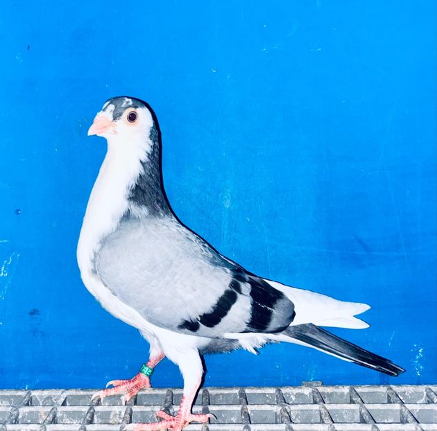 5159  Mascul  2025_2 - tineret 2025