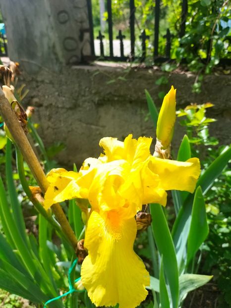 IMG20250524105956 - Iriși mai 2025