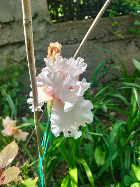 IMG20250524105943 - Iriși mai 2025