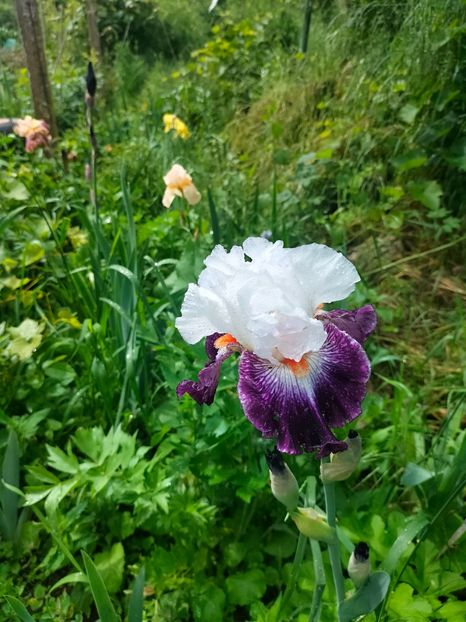 IMG20250524105509 - Iriși mai 2025