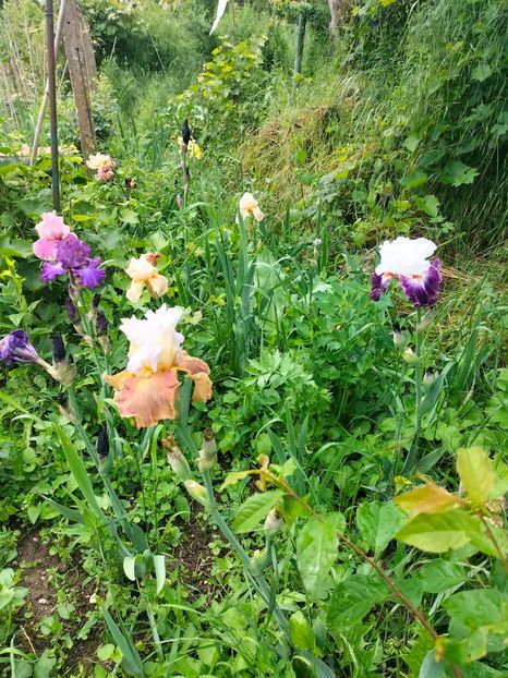 IMG20250524105248 - Iriși mai 2025