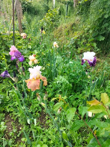 IMG20250524105245 - Iriși mai 2025