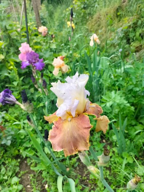 IMG20250524105242 - Iriși mai 2025