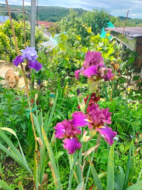 IMG20250524104344 - Iriși mai 2025