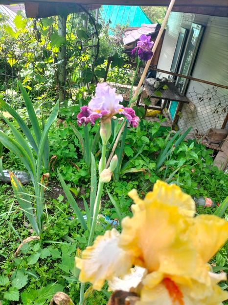 IMG20250524104330 - Iriși mai 2025