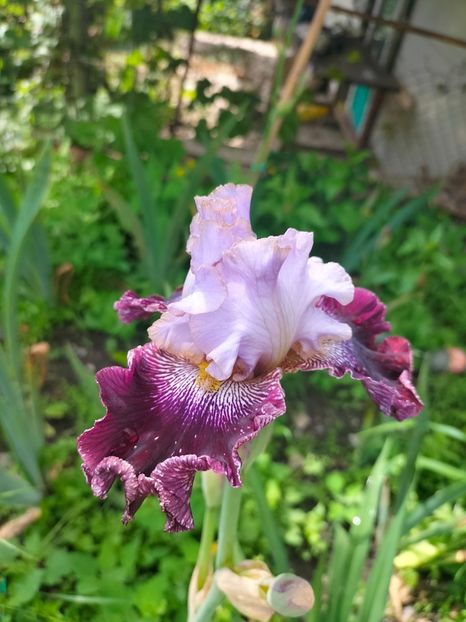 IMG20250524104326 - Iriși mai 2025