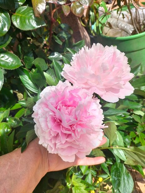 IMG20250524110058 - Mai 2025 ll