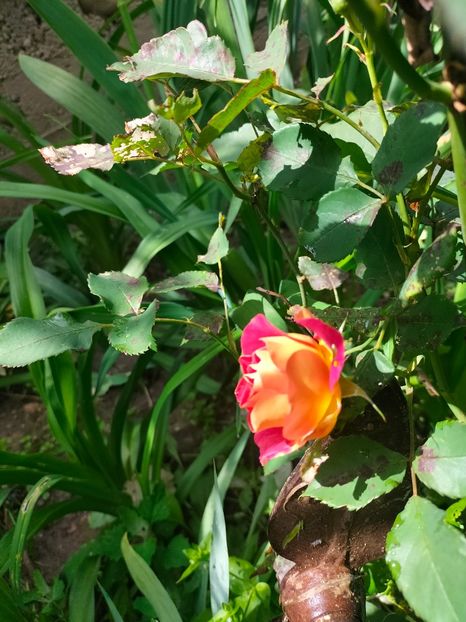 IMG20250524105936 - Mai 2025 ll