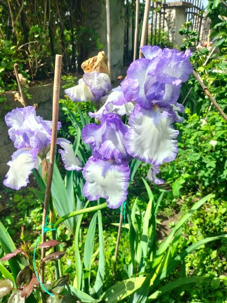 IMG20250524105904 - Mai 2025 ll