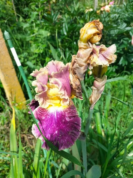 IMG20250524105447 - Mai 2025 ll