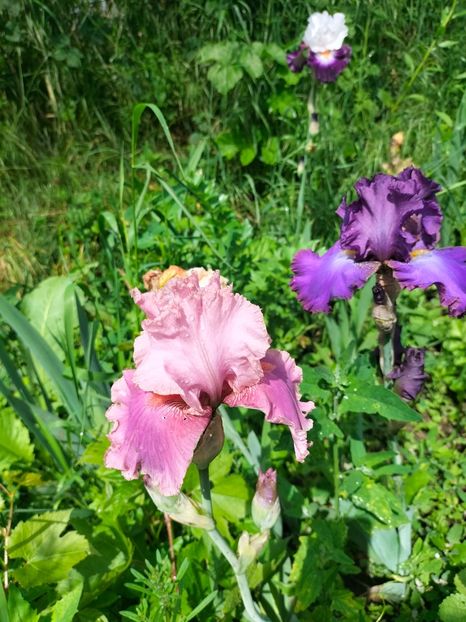 IMG20250524105424 - Mai 2025 ll