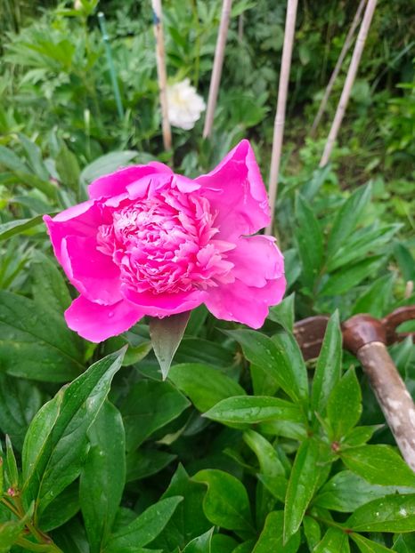 IMG20250524105219 - Mai 2025 ll