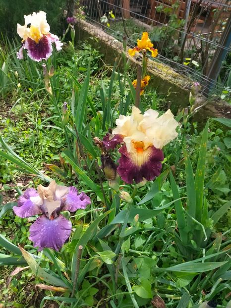 IMG20250524104258 - Mai 2025 ll