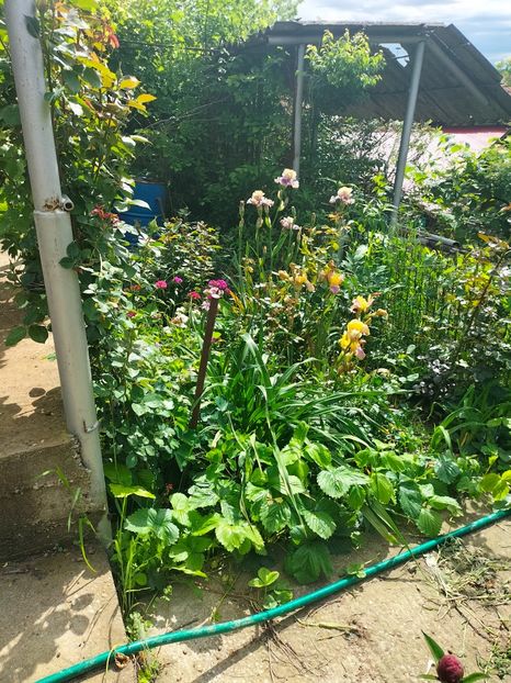 IMG20250524104159 - Mai 2025 ll