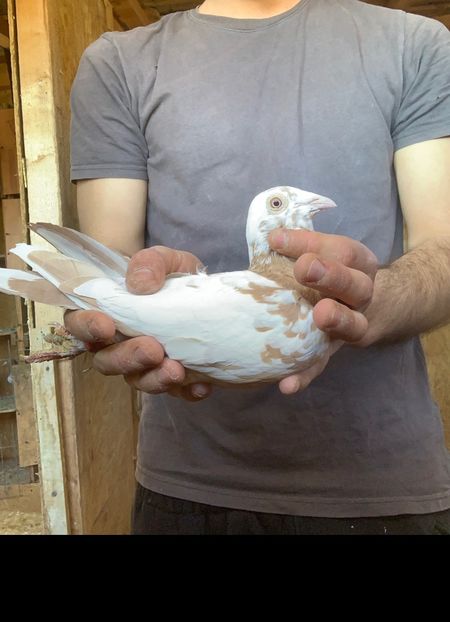 F22 - Matca Meulemans galben