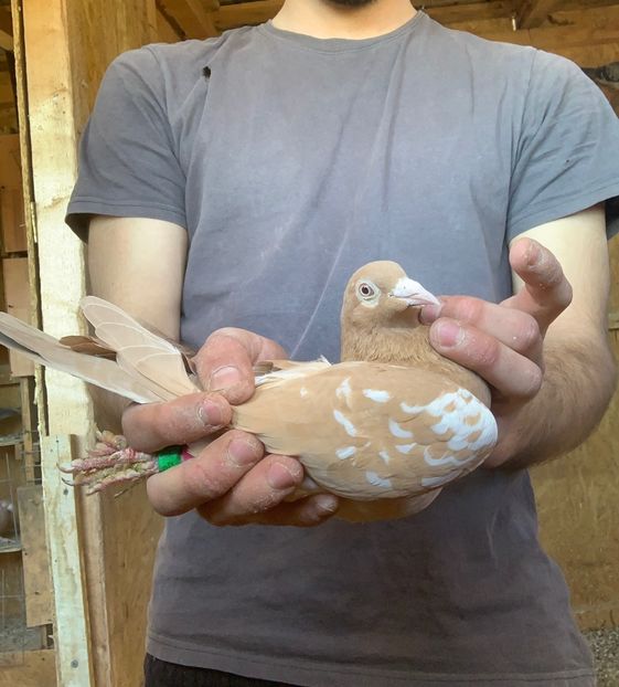 f23 - Matca Meulemans galben