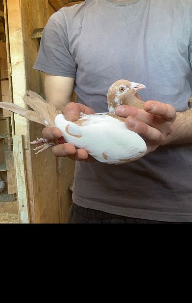 F23 - Matca Meulemans galben