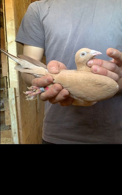 f23 - Matca Meulemans galben